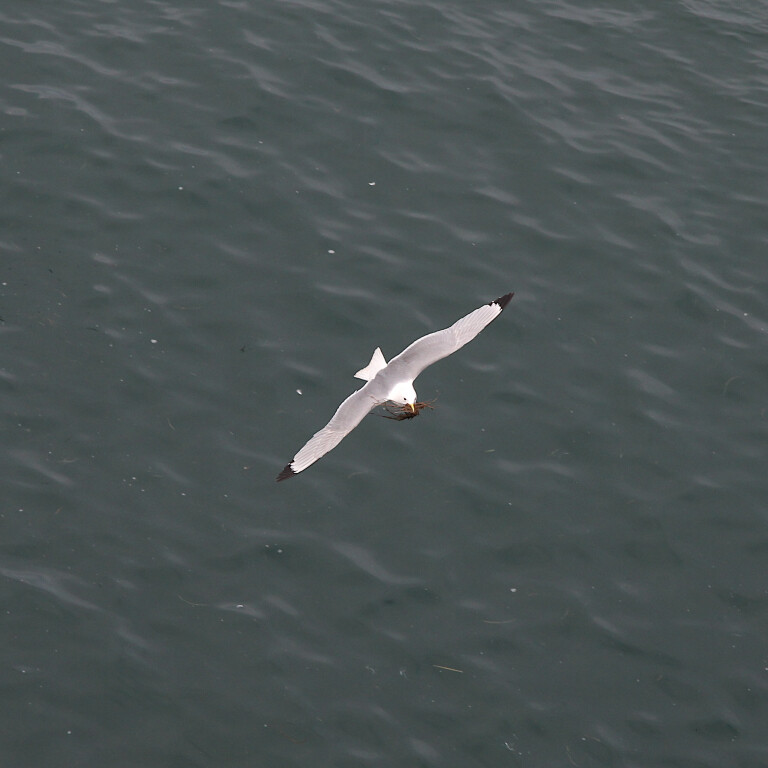 Kittiwake Carrying Nesting Materials, Dunstanburgh Castle, Northumberland